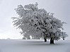 Windbuchencom.jpg: 800x601, 105k (2009-02-13 12:30)