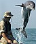 NMMP_dolphin_with_locator.jpeg: 532x640, 132k (2009-02-13 12:30)