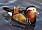 Mandarin.duck.arp.jpg: 800x571, 116k (2009-02-13 12:30)