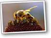 Bees_Collecting_Pollen_2004-08-14.jpg: 800x600, 112k (2009-02-13 12:30)