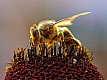 Bees_Collecting_Pollen_2004-08-14.jpg: 800x600, 112k (2009-02-13 12:30)