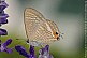Some butterfly