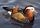 Mandarin Duck