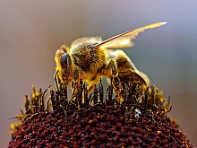 Bees_Collecting_Pollen_2004-08-14.jpg: 800x600 
 112k (2009-02-13 12:30)